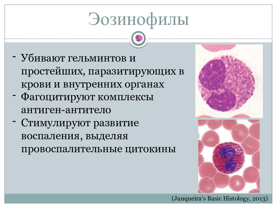 Повышенные эозинофилы в крови у мужчин причины. Эозинофилы 1. Эозинофилы 5 3. Эозинофилы строение гистология. Эозинофилы функции гистология.