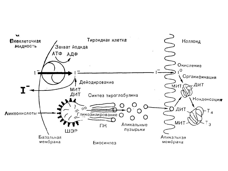 Синтез тиреоидных гормонов схема