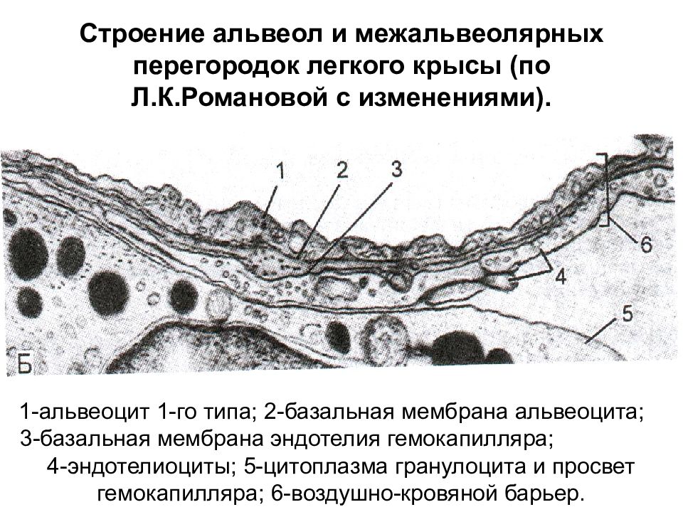 Структурные элементы стенки гемокапилляра 1 типа