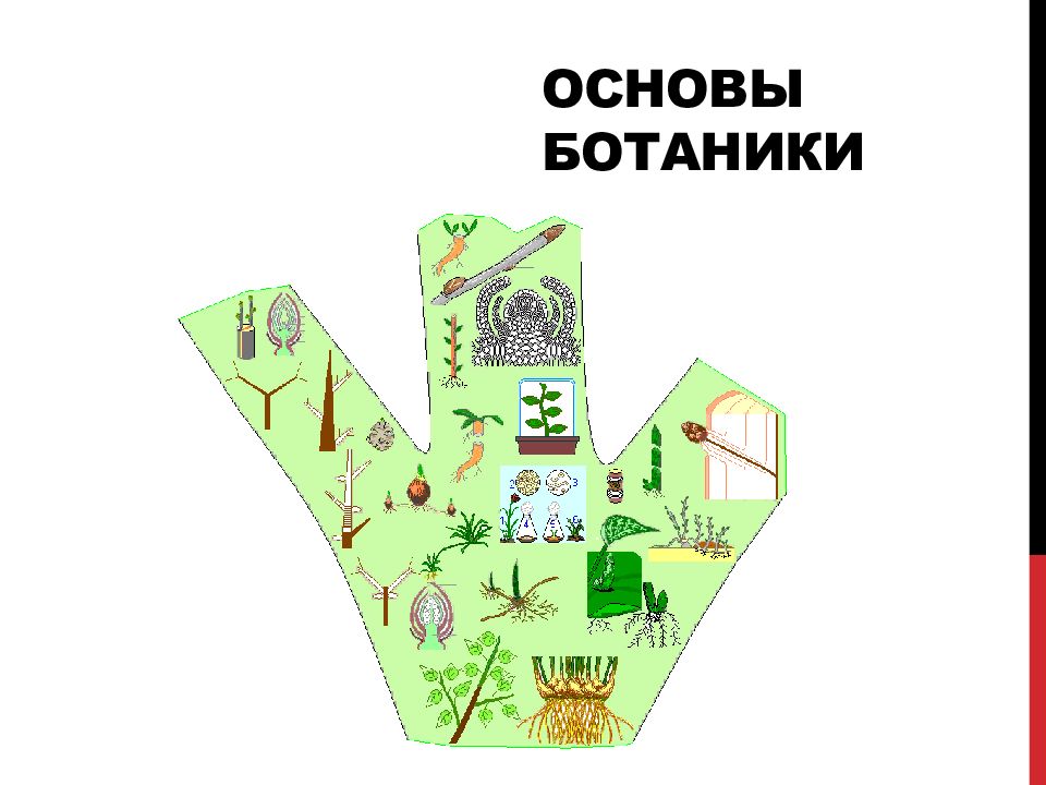 Основы ботаники
