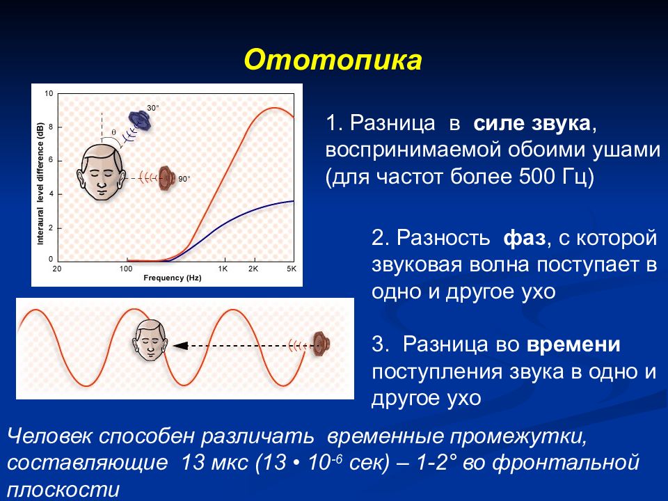 Бинауральный слух физиология схема