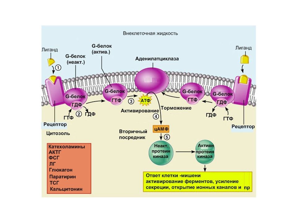 Жидкость белок. Паракринная межклеточная сигнализация. Внутриклеточный сигнальный Каскад. Стадии клеточной сигнализации. Основные типы клеточной и межклеточной сигнализации.