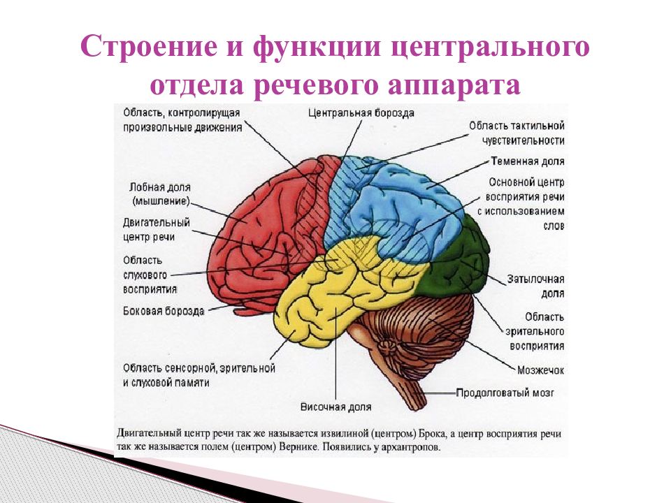 Презентация анатомо физиологические механизмы речи