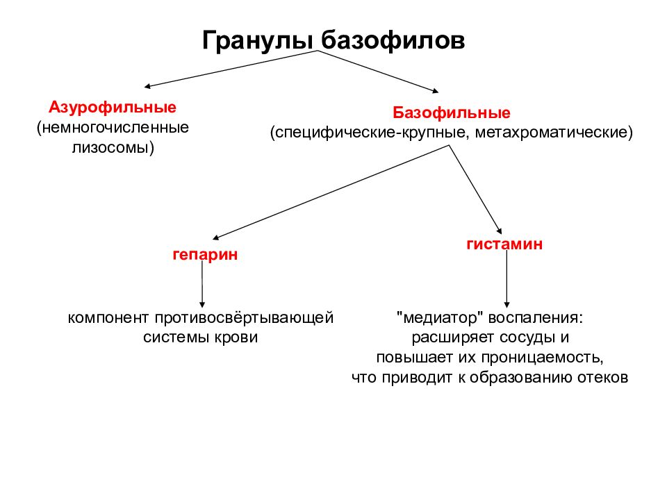 Специфические гранулы содержат. Специфические гранулы базофилов функция. специфические гранулы базофилов содержат 2 компонента. гранулы базофилов содержат. неспецифические азурофильные гранулы базофилов.