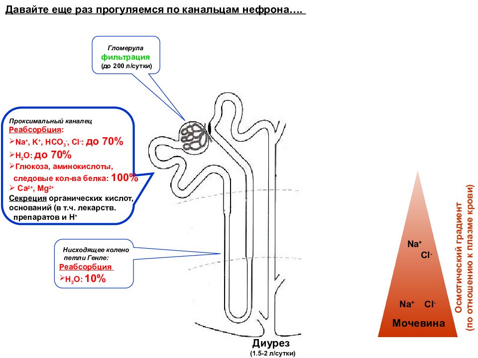 Схема реабсорбции в нефроне