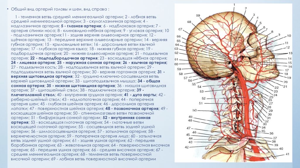 Кровоснабжение головы и шеи схема