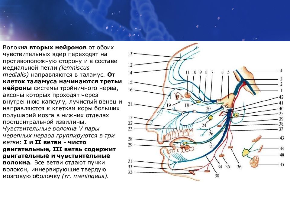 Путь тройничного нерва