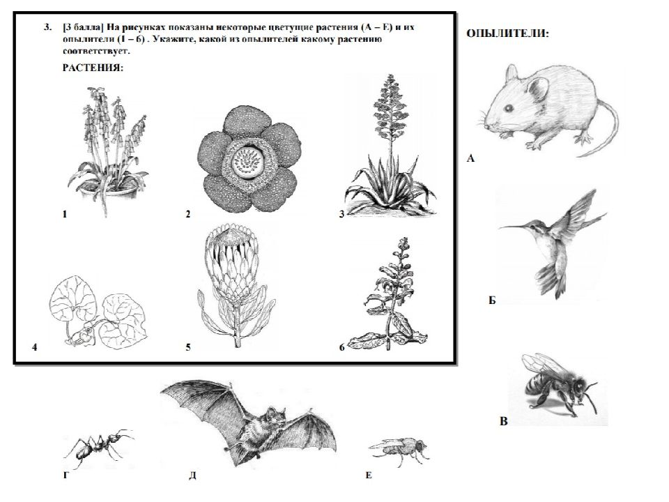 Семенные растения примеры 6 класс. Презентация семенные растения 7 класс. Голосеменные и Покрытосеменные растения примеры с рисунками. Контрольная работа семенные растения 7 класс.