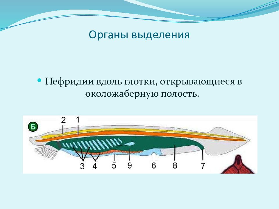 Нефридии ланцетника рисунок