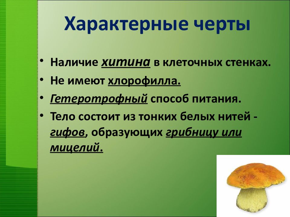 Общая характеристика грибов 7 класс биология презентация