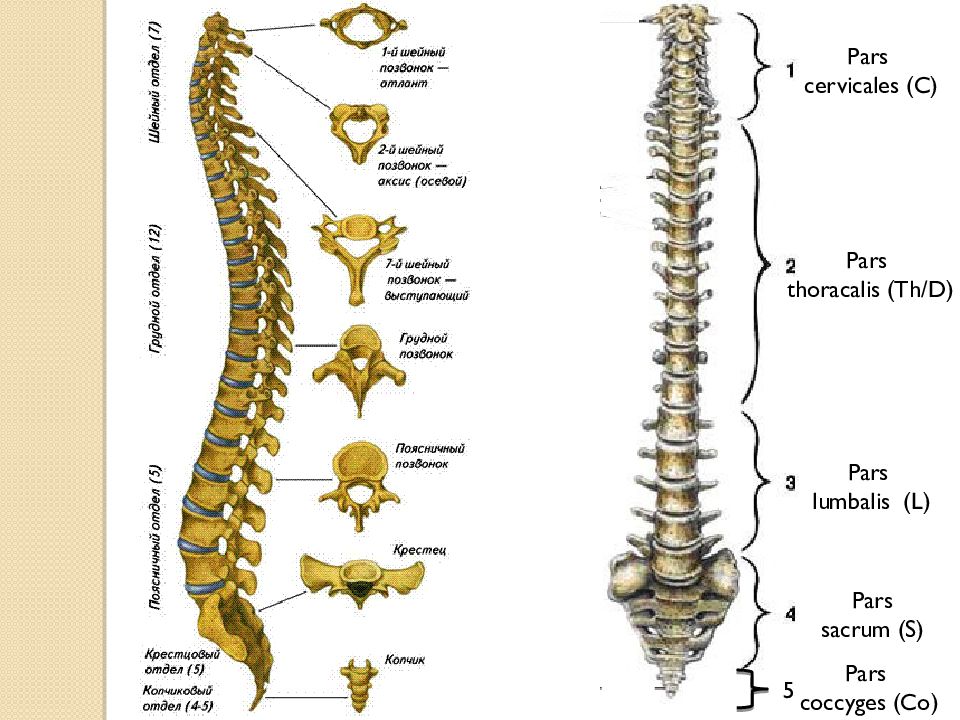 Сделайте анализ терминов по тэ osteologia pathologia. Остеология Позвоночный столб. Учение о костях Остеология Позвоночный столб. Омырткалар анатомия. Грудной отдел позвоночника лошади.