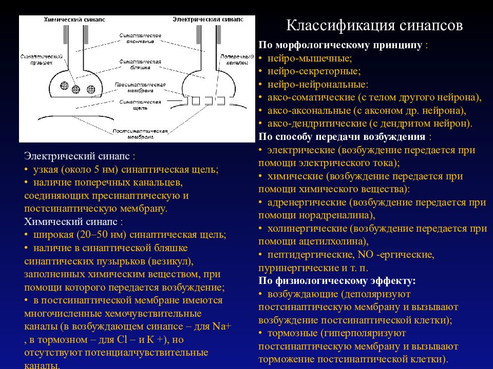 Химический синапс передача возбуждения. Строение и функции электрических синапсов. Функциональные свойства электрических синапсов. Строение электрического синапса. Химический и электрический синапс.