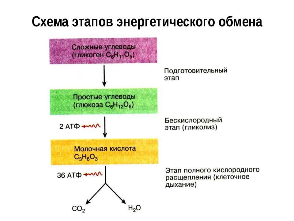 Метаболизм схема 9 класс