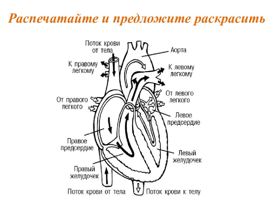 Обозначьте рисунок строение сердца. Сердце схема строения анатомия. Строение сердца человека схема. Строение сердца человека с подписями. Строение сердца с сосудами схема.