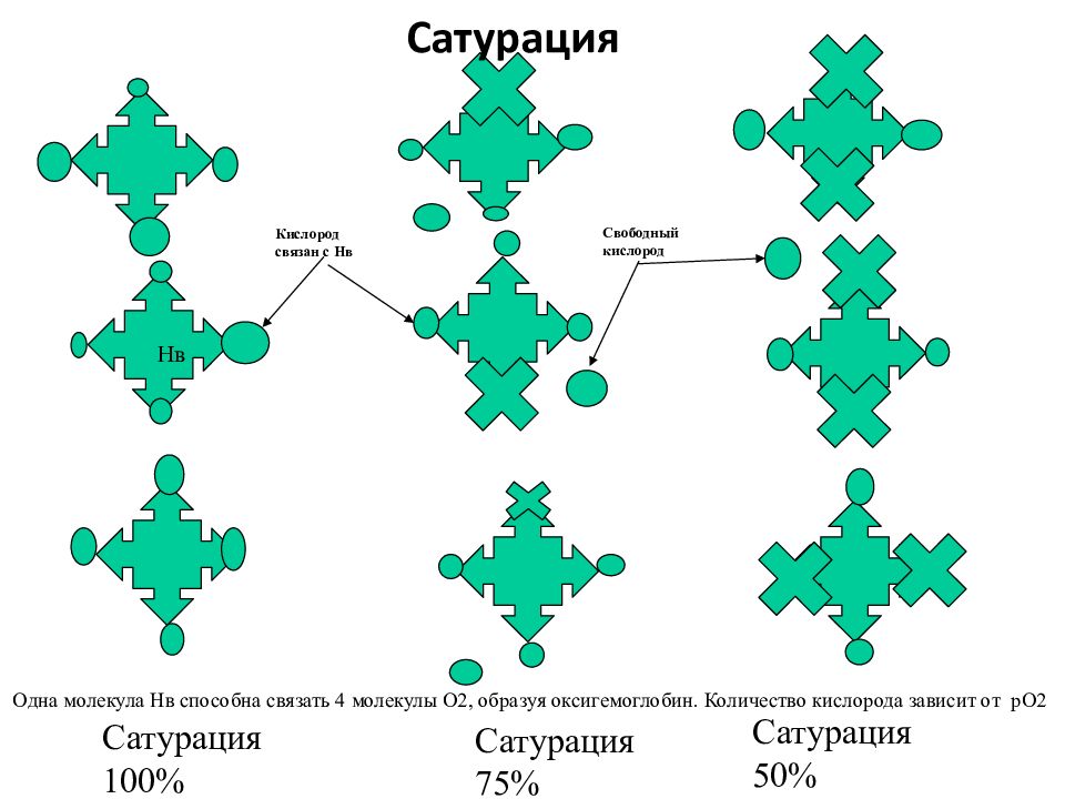 Связанный кислород. Свободный и связанный кислород. Количество свобод кислорода. Количество свободных кислород. Молекула о2 в качестве лиганда в оксигемоглобине..