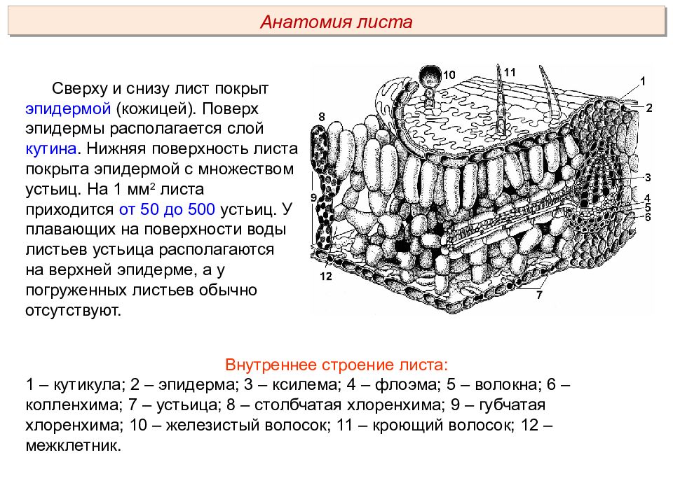 Внутреннее строение ткани. Строение эпидермы листа. Строение кожицы листа эпидермы. Строение листа биология 6 класс верхняя эпидерма.. Структура эпидермы листа кутикула.