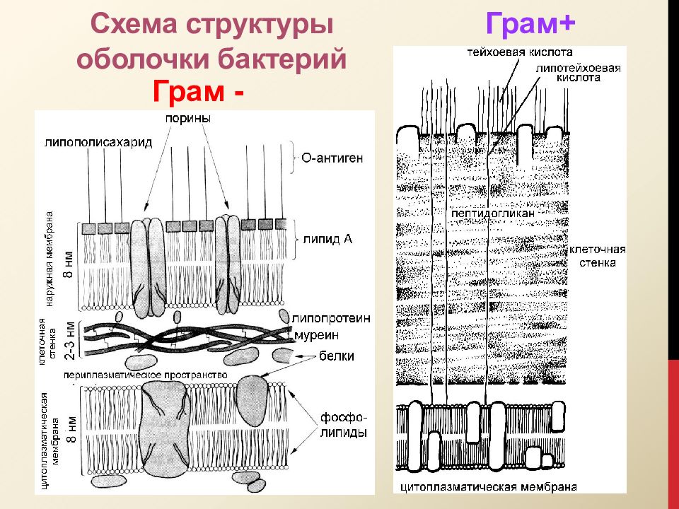 Структура оболочки. Толщина клеточной стенки грамотрицательных бактерий. Строение клеточной стенки грам и грам- бактерий. Клеточная стенка грам + и грам - бактерий. Строение клеточной стенки грам -.