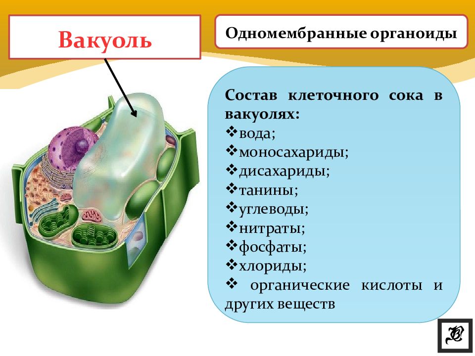 Органоид содержащий клеточный сок на рисунке