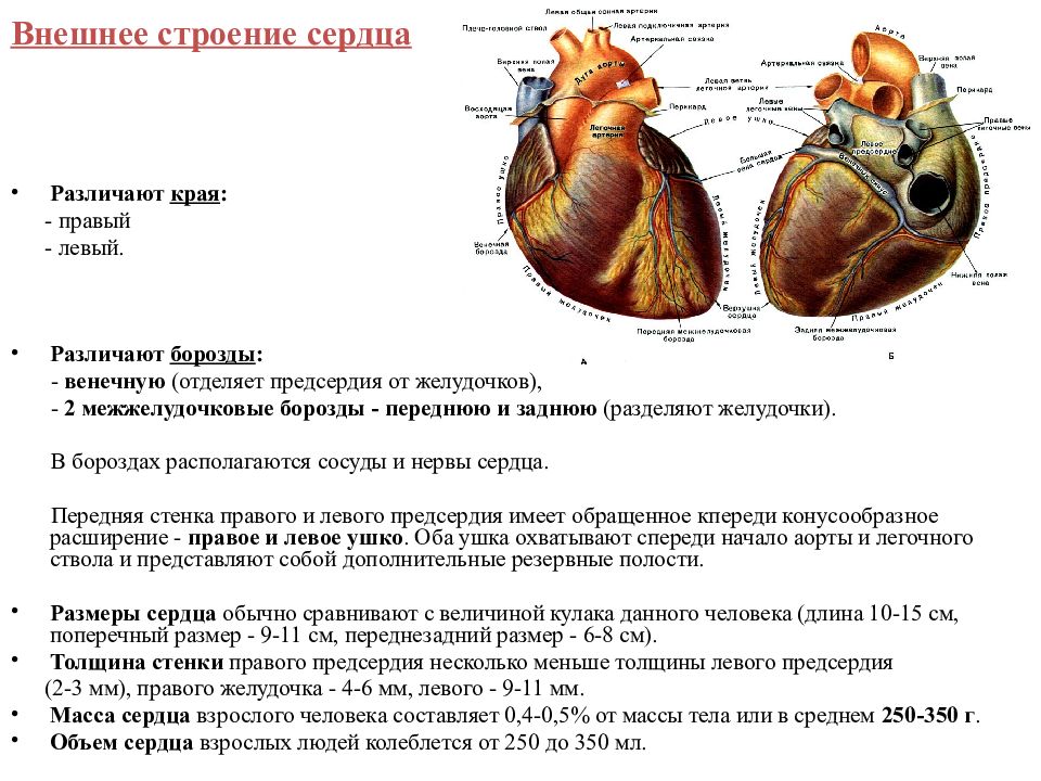 Презентация анатомия строение сердца