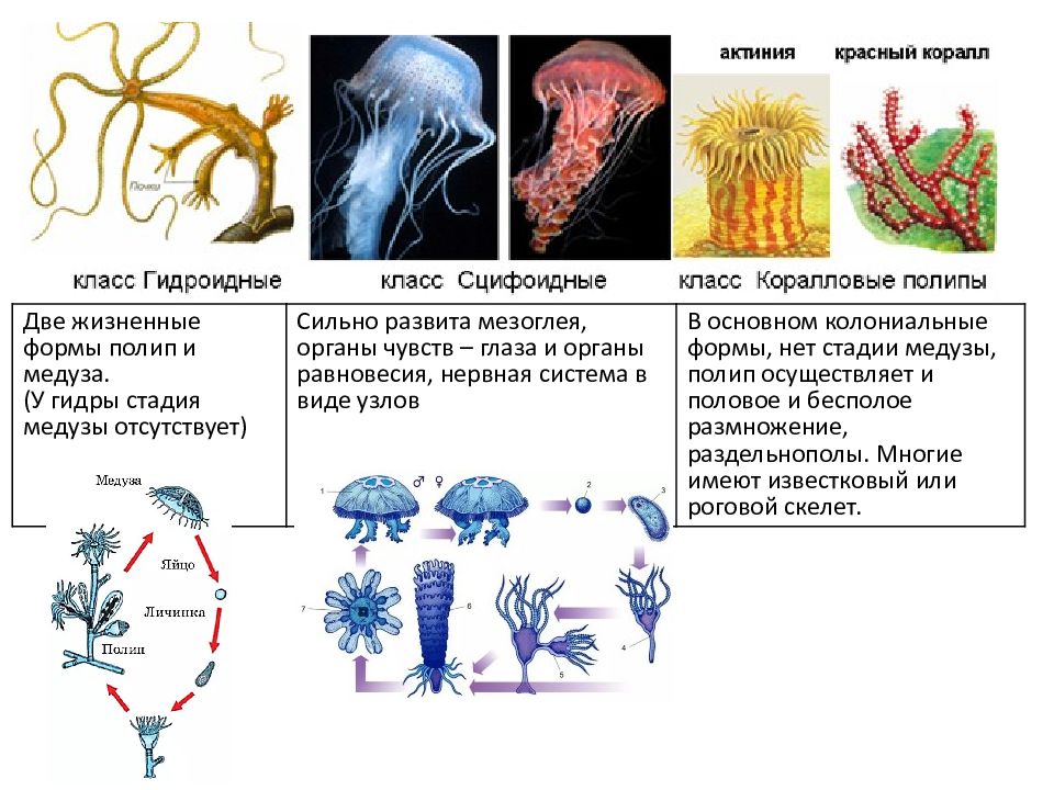 Кишечнополостные презентация егэ