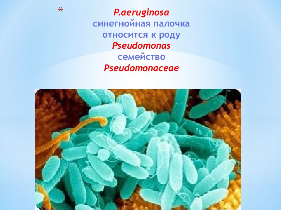 Синегнойная. Синегнойная палочка среда обитания. Эндотоксин синегнойная палочка. Псевдомонас аэругиноза. Синегнойная палочка аэроб.