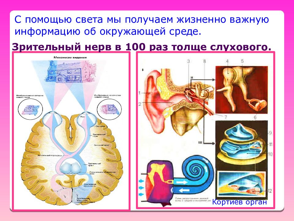 Помощь света. Зрительный нерв в 50 раз толще слухового.