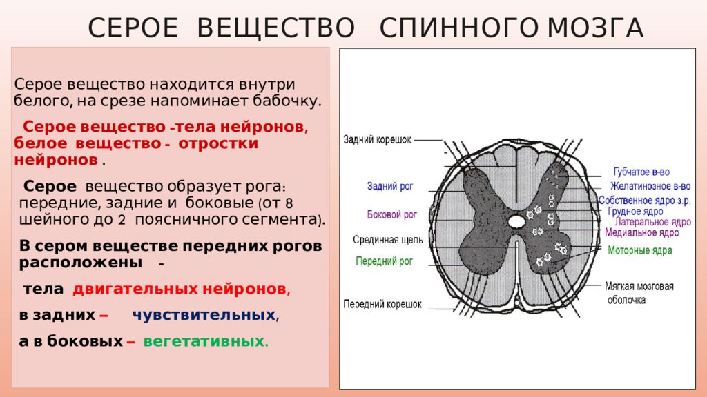 Ядро имеет три ответа. Строение спинного мозга отделы. Структуры серого и белого вещества спинного мозга. Строение белого вещества спинного мозга человека. Структура серого вещества мозга.