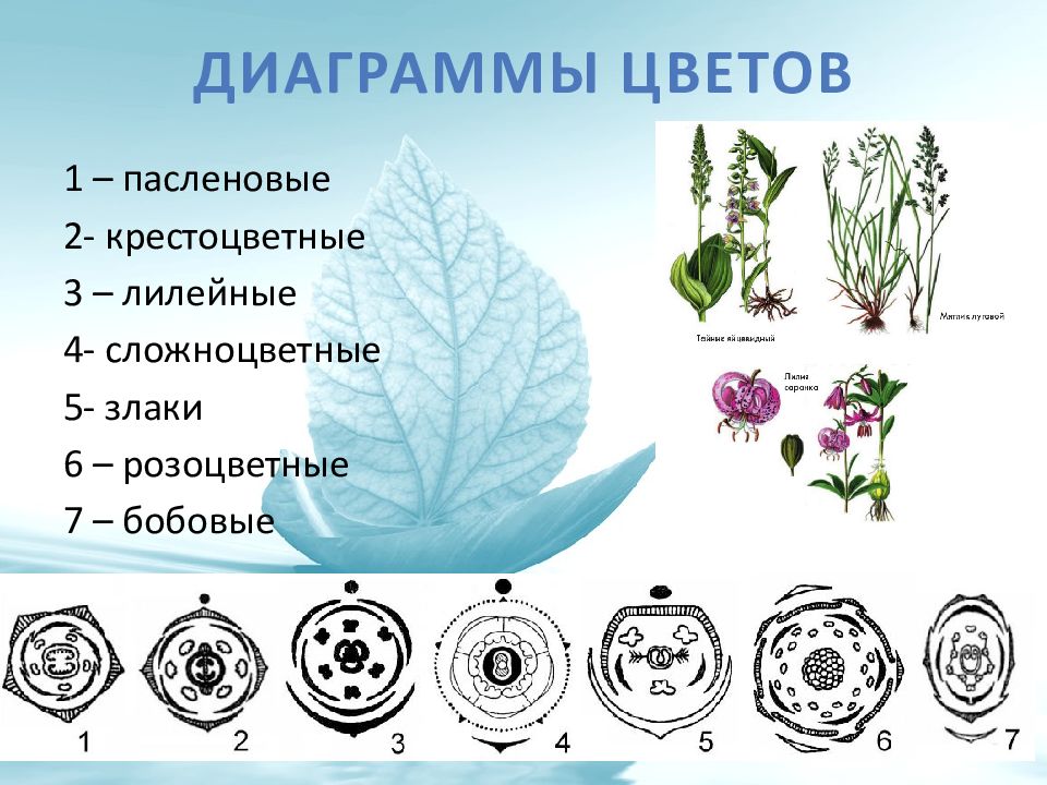 К какому классу покрытосеменных относят растение изображенное на рисунке