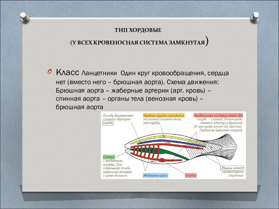 Хордовые характеристика. Общая характеристика хордовых 7 класс биология. Кровеносная система хордовых. Отличительные особенности хордовых. Кровеносная система типа хордовых.