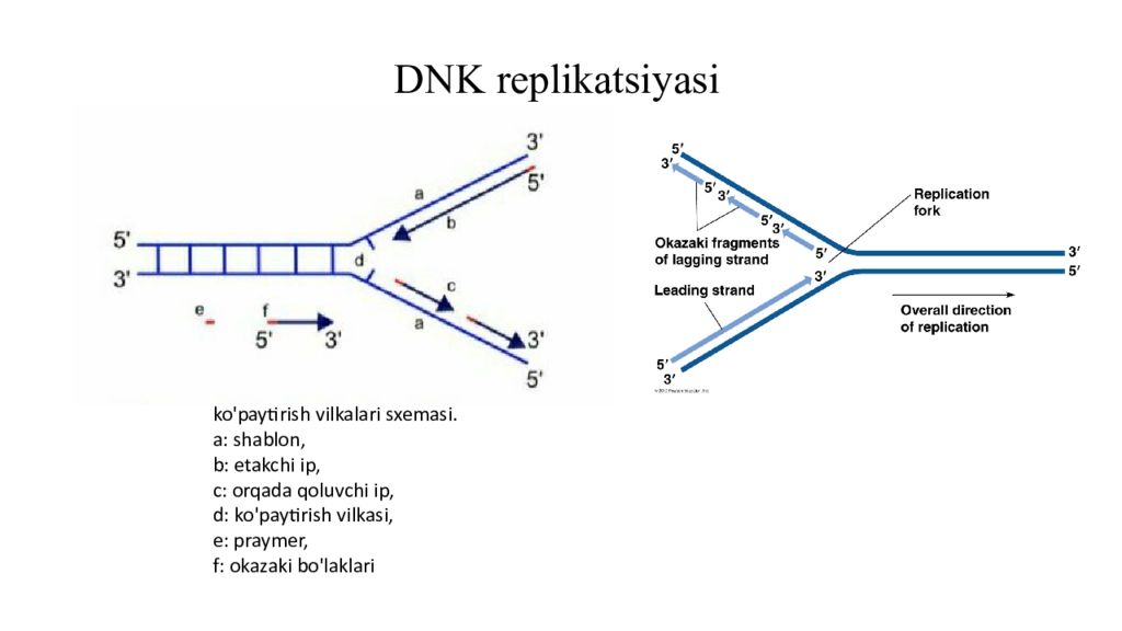 DNK ning tuzilishi va DNK replikatsiyasi DNK ning tuzilishi va DNK replikatsiyasi