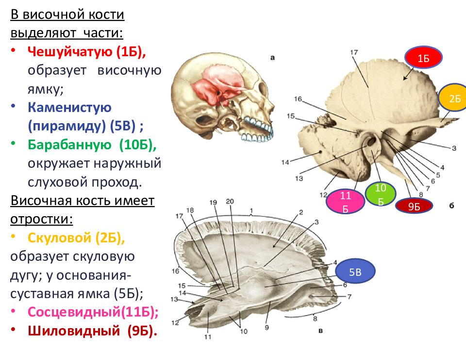 Височная кость какая кость. Кости черепа и их соединения. Подвижная кость черепа. Чешуйчатая кость черепа. Гороховидная кость черепа.