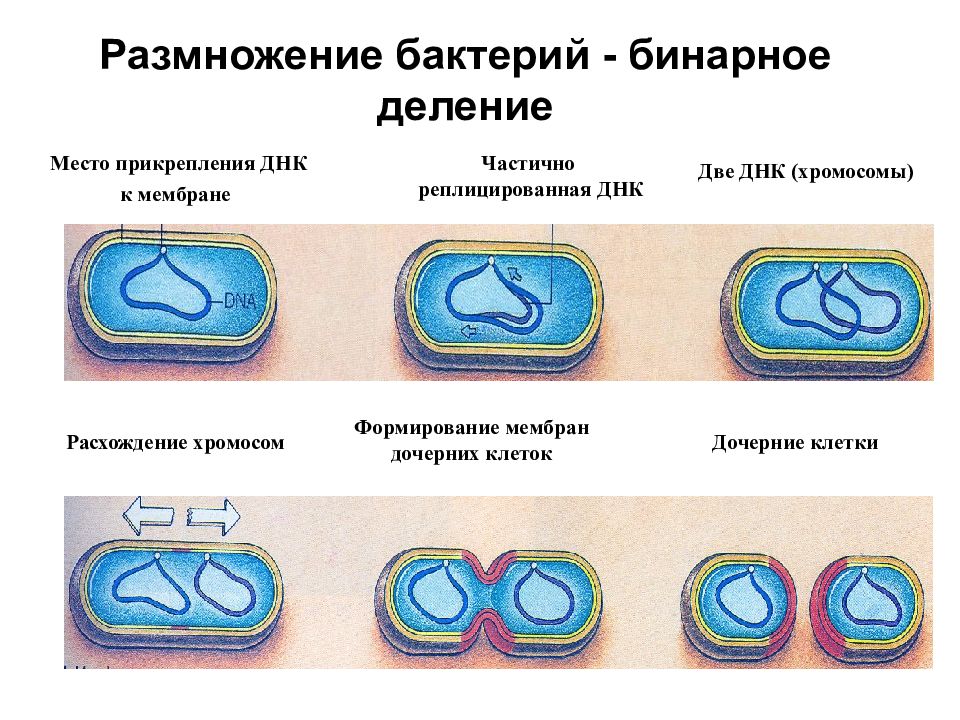 Размножение бактерий происходит по определенному плану