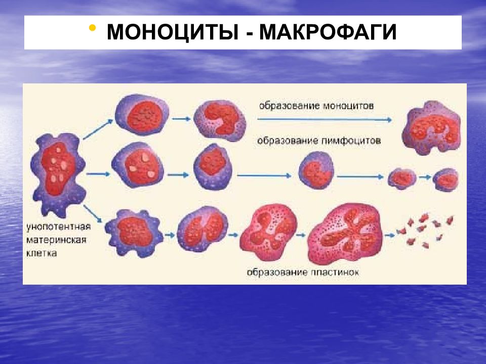 Макрофаги количество