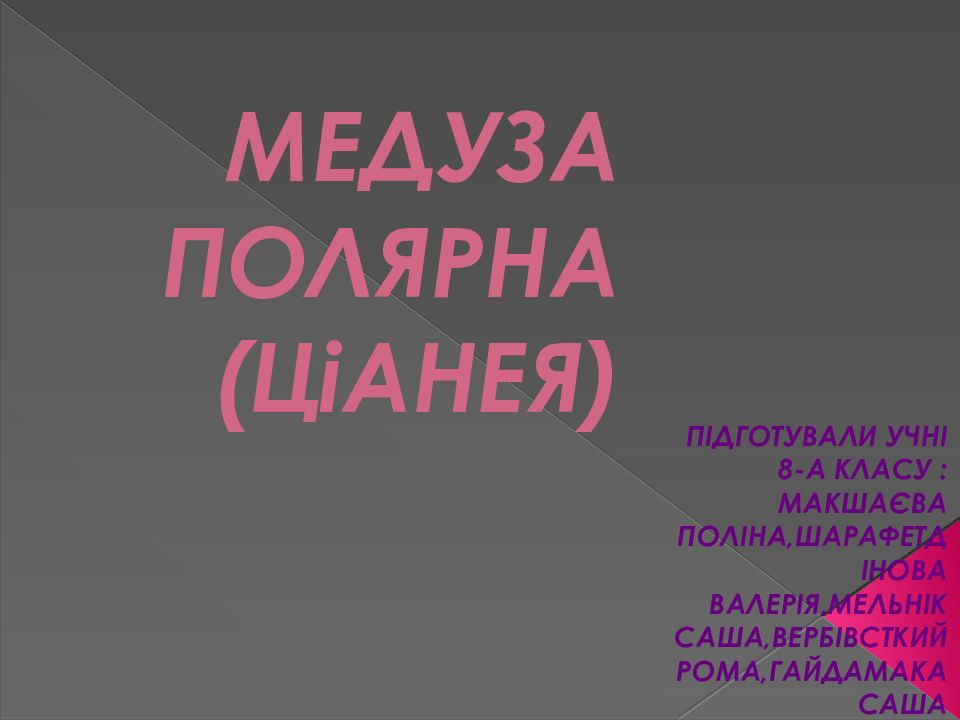 МЕДУЗА ПОЛЯРНА ( ЦіАНЕЯ )