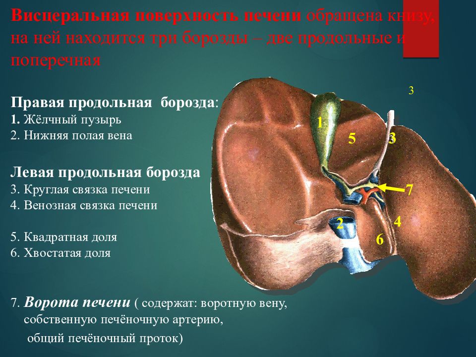 Вороты печени. Венечная связка печени анатомия. Ямка желчного пузыря печени. Борозды висцеральной поверхности печени. Вдавления висцеральной поверхности левой доли печени.