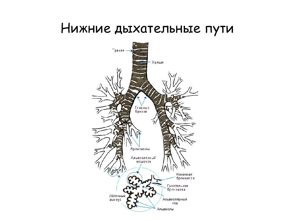 Верхние и нижние дыхательные пути. Строение нижних дыхательных путей. Нижние дыхательные пути схема. Нижнее дыханительные пути. Нидние дахатетельные пути.