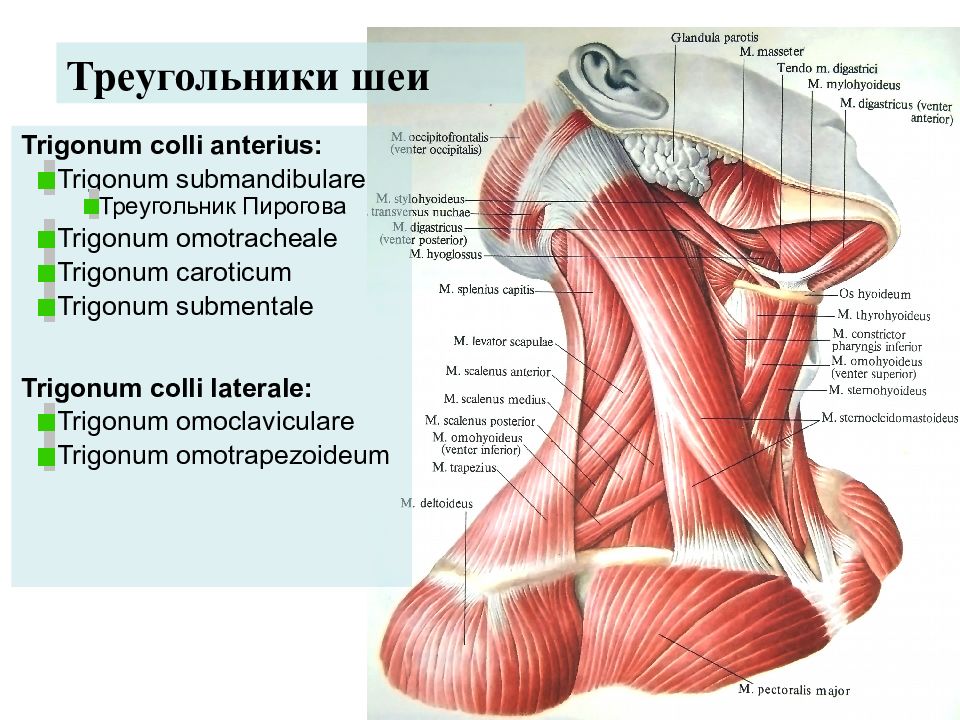 Треугольники шеи схема