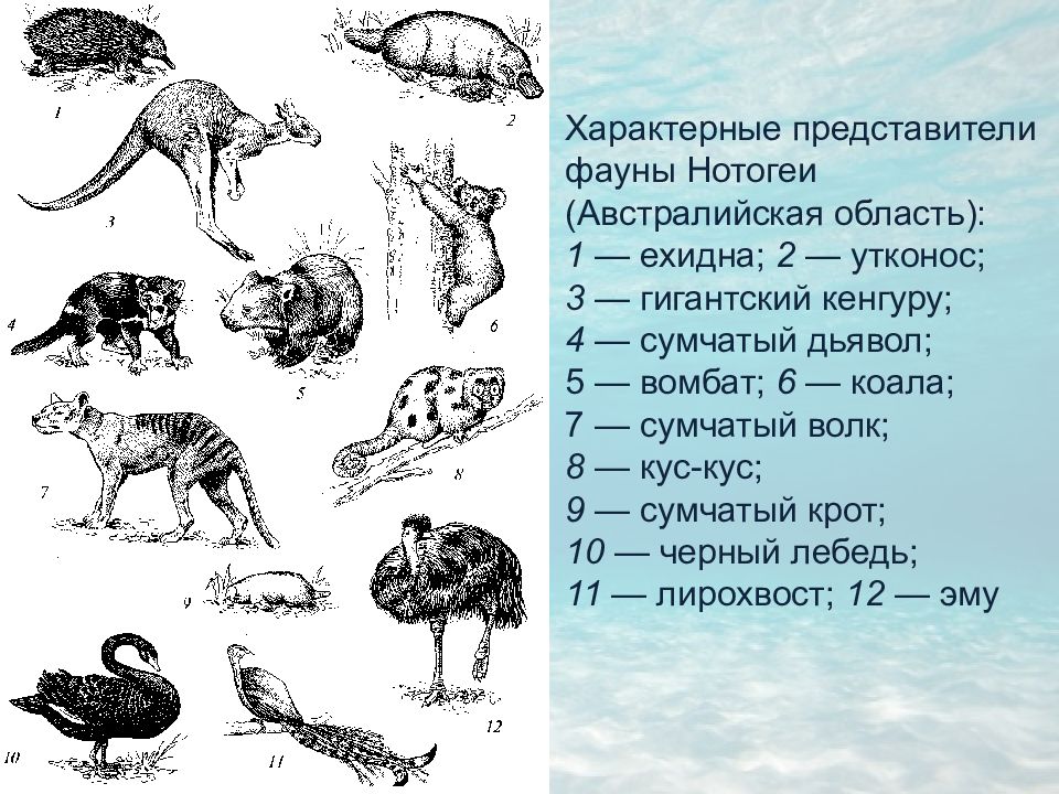 Австралийская область презентация