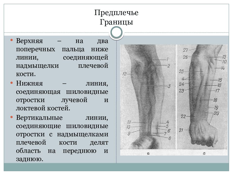 Топографическая анатомия верхней конечности презентация