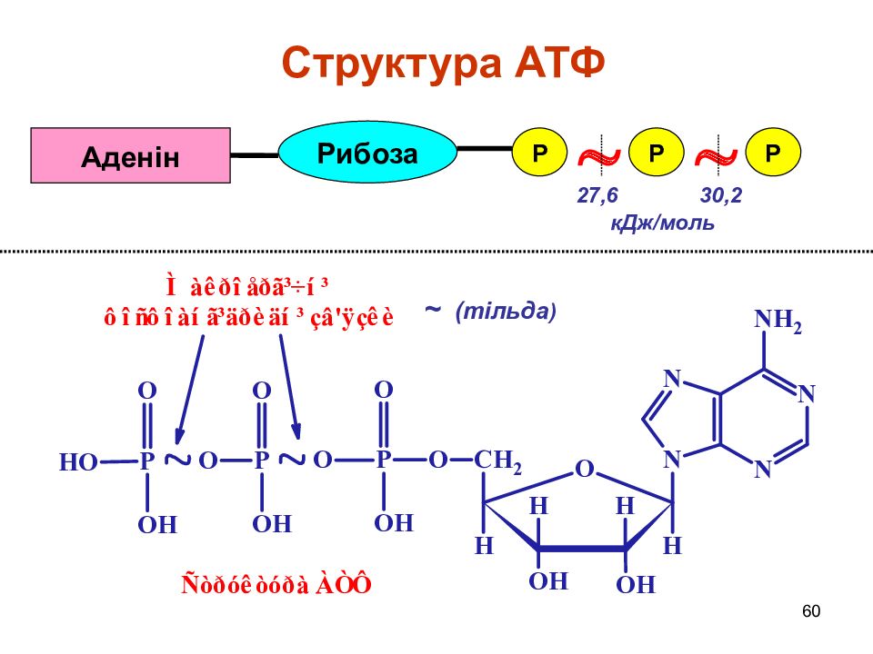 Строение атф. АТФ формула биохимия. Структура АТФ биохимия. Химическая структура АТФ. Структурная формула АТФ биохимия.