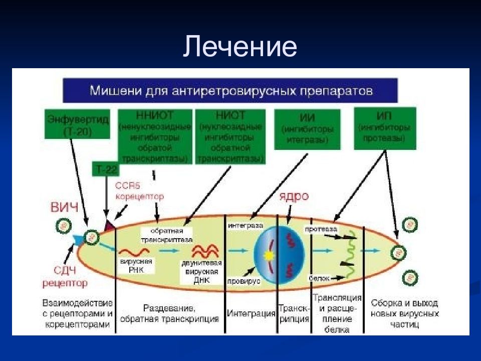 Механизм действия противовирусных препаратов при вич инфекции схема