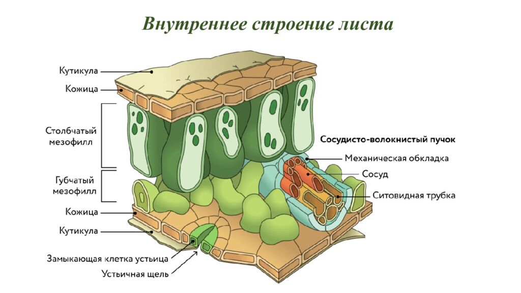 Особенности внешнего и внутреннего строения листа