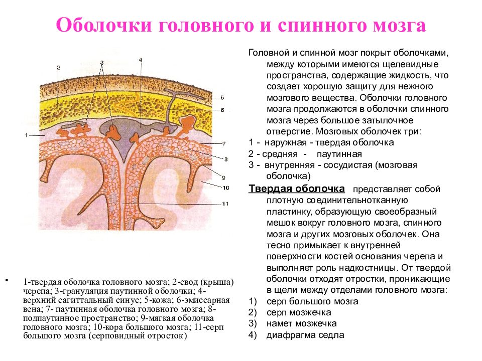 Схема оболочек спинного мозга