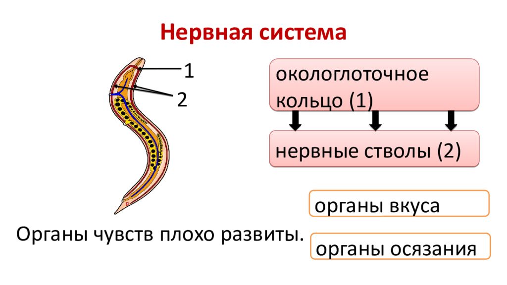 Какая система у круглых червей. Нервное строение круглых червей. Тип нервной системы у круглых червей. Строение нервной системы круглых червей 7 класс. Нервная система круглых червей 7 класс.