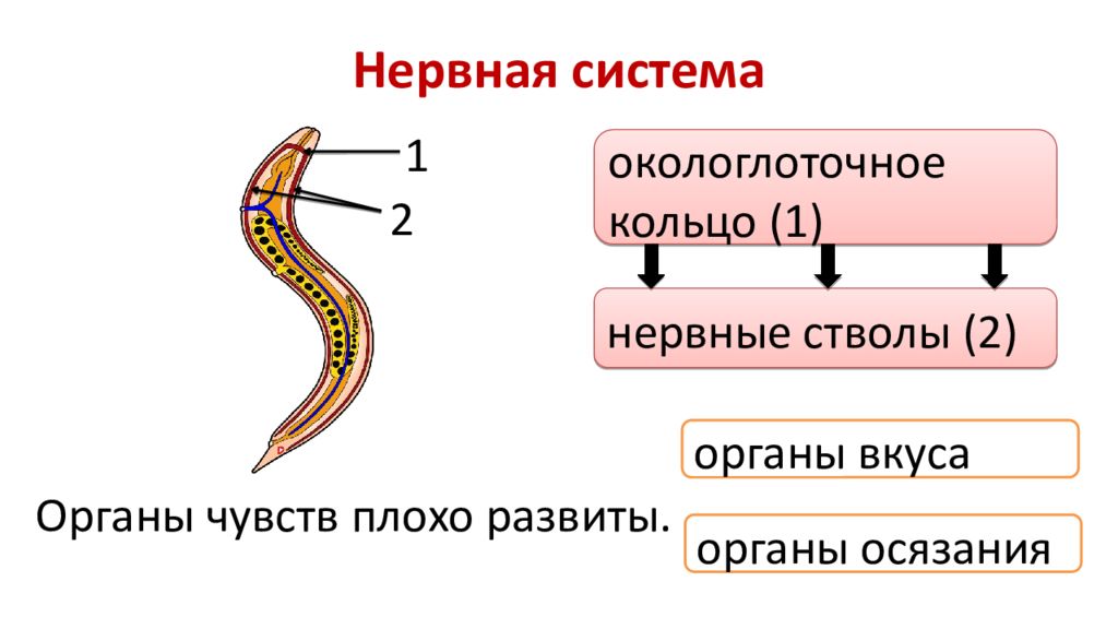 Нервная система червей. Нервная система круглых червей. Тип нервной системы у круглых червей. Нервная система круглых червей нематоды. Строение нервной системы круглых червей.