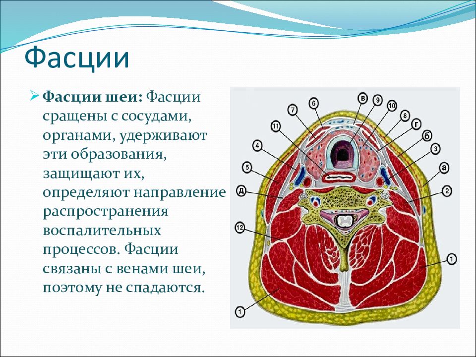 Фасция это. Строение фасции анатомия. Фасция строение и функции. Соединительная оболочка фасция. Фасции шеи с сосудами.