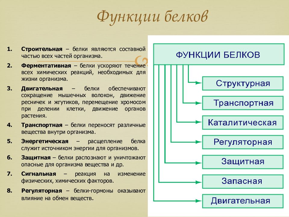 Аминокислоты и белки презентация