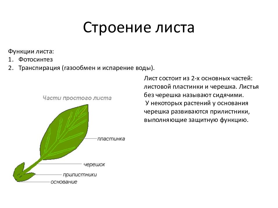 Рассмотрите изображение яблони и выполните задания какую функцию выполняет лист