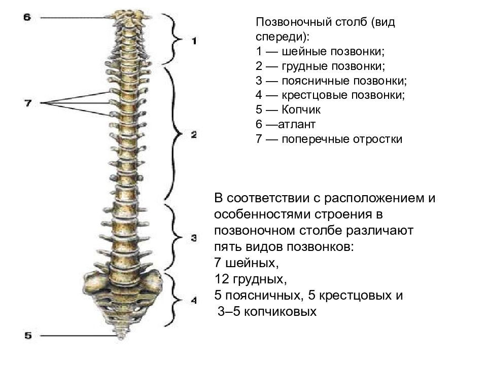 Позвоночный столб позвонки