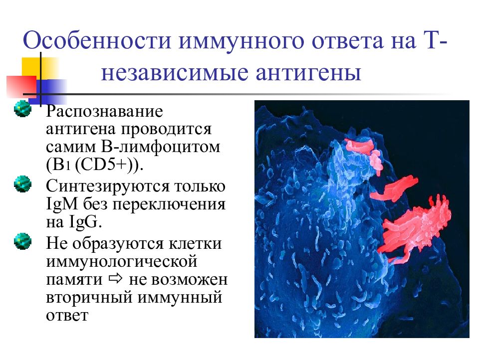 Распознавание антигена. Распознавание антигена иммунология. Особенности иммунного ответа. Распознавание антигена лимфоцитами. Иммунный ответ на т независимые антигены.